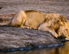 4 Days Maasai Mara and Nakuru Group Joining Safari with Midrange Comfort