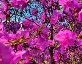 Цветение Маральника на Алтае