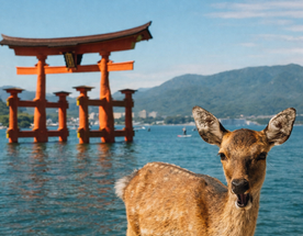 В сердце японской культуры с писателем и журналистом. Круиз по Японии на Мегаяхте