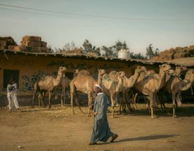 Верблюжий рынок и пирамиды