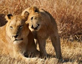 Best of Southern Kenya: 4 Days Tsavo East, Tsavo West & Amboseli Safari