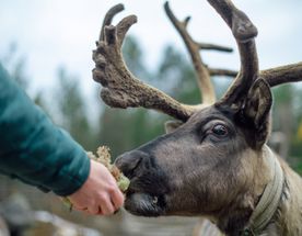 Почувствуй Север (с четверга по воскресенье) Весна - Лето