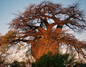 Экспедиция в Африку: уникальное сафари по Юар, Ботсване, Зимбабве, Замбии и Эсватини