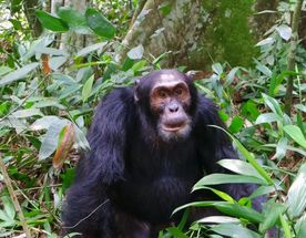 Тур в Уганду: гориллы и шимпанзе