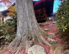 Фото охота на клёны в Японии