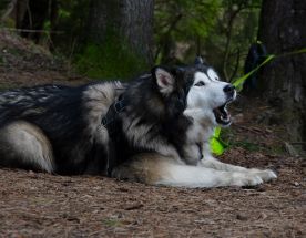 Архангельское поход + квест экскурсия