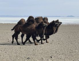 В Монголию через горы Алтая