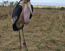 4 Days Masai Mara & Lake Nakuru Group Safari  Big Five Adventure
