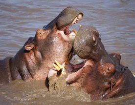 Classic Kenya Wildlife Safari  4 Days