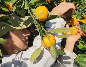 Осенние листья и сбор мандринов! Сеул - о. Чеджу - Кенджу - Пусан.