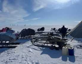 Чумовой Ямал: экспедиция к овцебыкам, мамонтам в горную тундру Полярного Урала