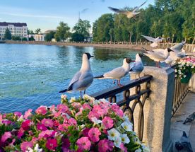 В средневековую сказку Выборга — города «трех корон»