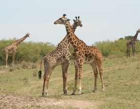 5-Day Ultimate Kenya Safari – Maasai Mara, Lake Nakuru & Lake Naivasha