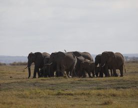 3 Days Kilimanjaro & Giants Amboseli Safari