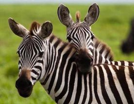 From Zanzibar: Mikumi day safari with flights & transfer
