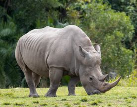 3 Day Murchison Falls & Ziwa Rhino Three-Day Safari