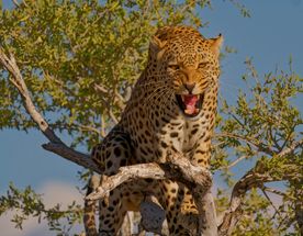 6 Days Budget Uganda Wildlife Safari – Murchison Falls, Queen Elizabeth & chimps