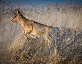 4 Days Uganda Wildlife in Queen Elizabeth National Park