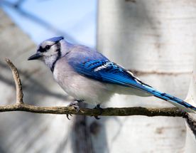 10-Day Uganda Birding Adventure Safari