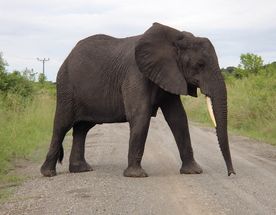 12-Day Active Senior Uganda Primate & Wildlife Safari