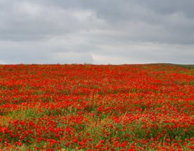 Ласковый Май и маковые поля