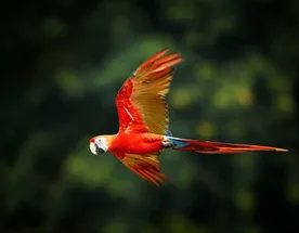 5-дневный заповедник Амазонки Куябено