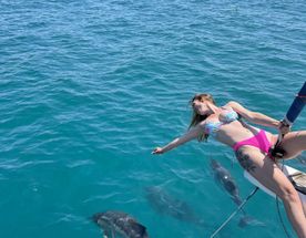 Морской тур с дельфинами