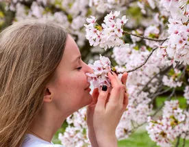 Там, где родилась Япония