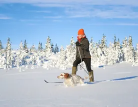 Сестрорецкое болото на лыжах. Однодневный выезд из Петербурга