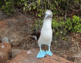 7-дневный бюджетный тур по Галапагосским островам в Сан-Кристобале