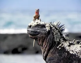 5 дней чудес острова Сан-Кристобаль