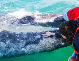 Мексика. Обнять кита