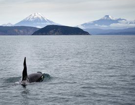 Все, что нужно увидеть на Камчатке в одном туре