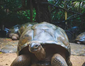 5-дневный экспедиционный тур по Галапагосским островам