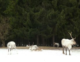 В гости к северным оленям. Однодневный поход.