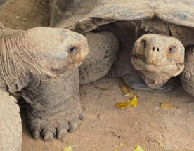 10 дней. Основные моменты Галапагосских островов: небольшая группа