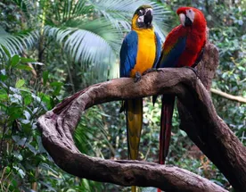 4-дневный лодж Amazon Tena