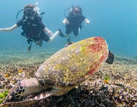 Дайвинг с индивидуальным инструктором. Для Новичков и профессионалов
