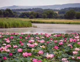 Яркое лето - лотосовые поля, арбузное настроение и мёртвое море 