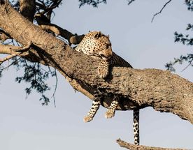 4-дневное групповое сафари в Танзании с лучшим бюджетным кемпингом