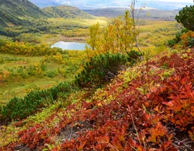 Золотая Камчатка