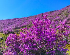 ВЕСЬ АЛТАЙ: пока цветёт алтайская сакура