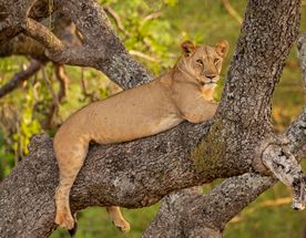 9-дневное роскошное сафари по Большой пятерке в Танзании