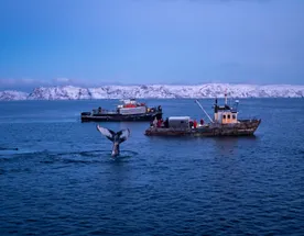 В Арктику вместе с фотографом: Териберка, киты, сияние и снегоходы