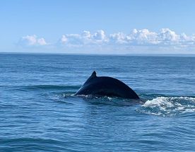В Поисках Китов Лайт Маршрут: Мурманск - Териберка - Мурманск