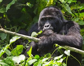 4 Day Gorilla and Wildlife Uganda Safari