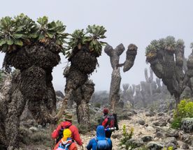 Восхождение на Килиманджаро 5895м. Крыша Африки!