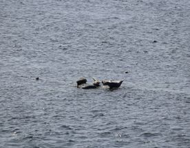 Камчатка. Лошади, вулканы и океан!