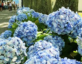 Азорские Острова