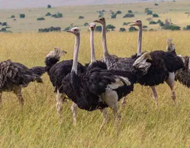 5-дневное сафари по Масаи-Мара, озерам Накуру и Найваша 